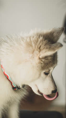 Siberian wolf breed dogs playing in the photography studioの写真素材