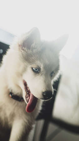 Siberian wolf breed dogs playing in the photography studioの写真素材