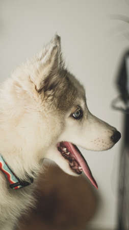 Siberian wolf breed dogs playing in the photography studioの写真素材