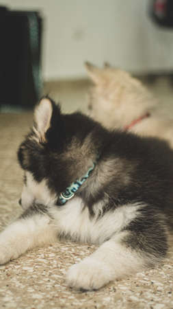 Siberian wolf breed dogs playing in the photography studioの写真素材