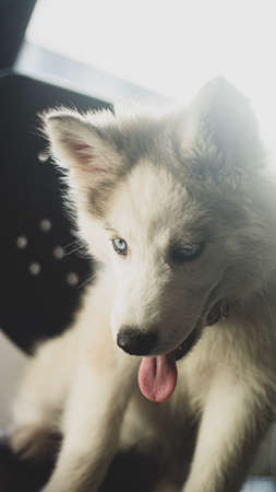 Siberian wolf breed dogs playing in the photography studioの写真素材