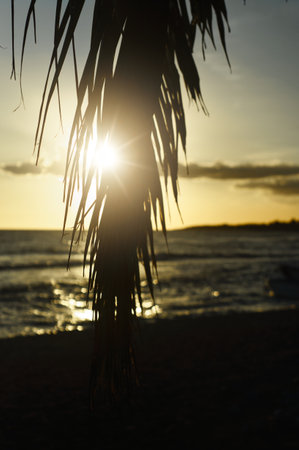 Beautiful yellow sunset at caleta de la romana beach dominican republic showing the silhouettes of plants and peopleの写真素材