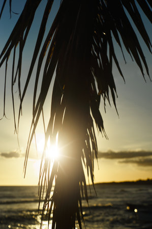 Beautiful yellow sunset at caleta de la romana beach dominican republic showing the silhouettes of plants and peopleの写真素材