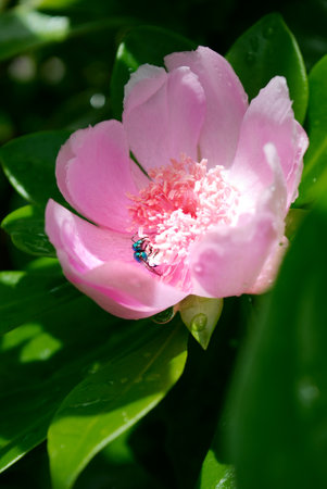 Peony flower with a fly on the petals and green leavesの写真素材