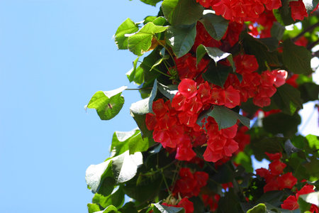 Hawaiian Scarlet Bougainvillea shot against a blue sky