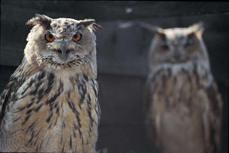 A shot of 2 owls one in sharp focus one out of focus in the backgroundの写真素材