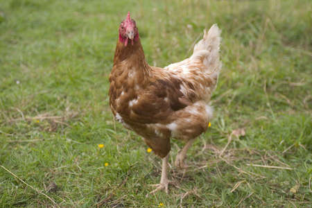 A free range organic chickenの写真素材