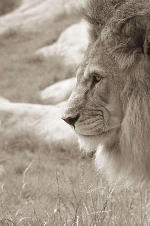 Sepia side profile of an African male lionの写真素材
