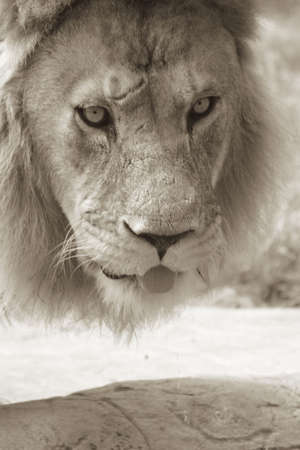 Sepia shot of an African male lion drinking at a water holeの写真素材