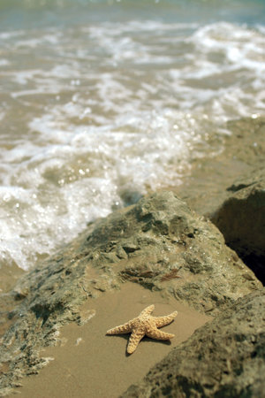 A starfish in rocks on a beach as the sea rushes inの写真素材