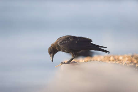 A crow on the beach in isolated focus.の写真素材