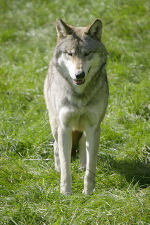 A Canadian Grey Wolf