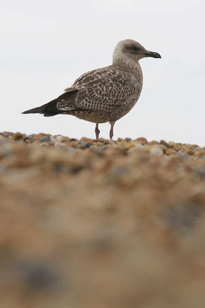 A gull on a pebble beachの写真素材