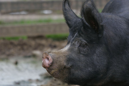 A large black pig in front of his muddy homeの写真素材