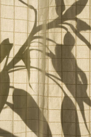 Shadows of a plant's leaves on Japanese style materialの写真素材