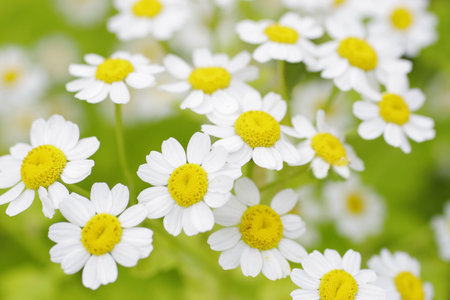 A close up shot of daisies in summertimeの写真素材