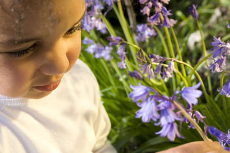 A beautiful mixed race little girl picking bluebells bathed in sunshine.の写真素材
