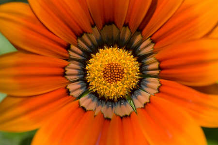 Close up of a Gazaniaの写真素材