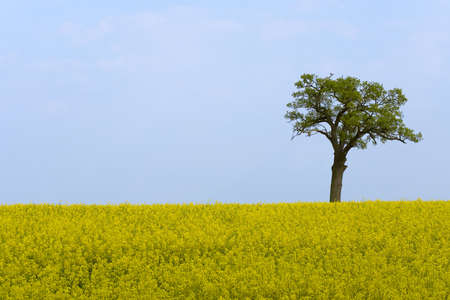A field full of oilseed rape in full bloom crowned by a tree on the horizonの写真素材