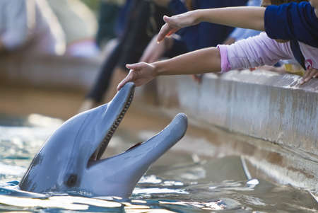 Children reaching out to touch a bottlenose dolphin's nose の写真素材
