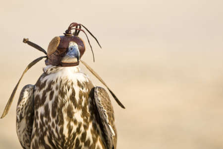 A falcon wearing its hood, shot in a middle eastern desert location.の写真素材