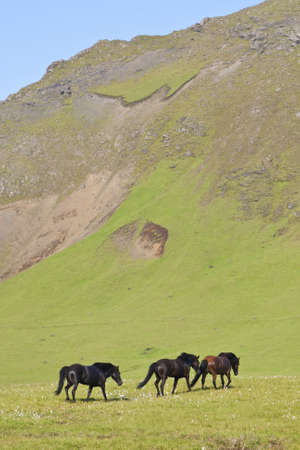 Three Icelandic horses walking through a field full of flax and backed by a mountain. Shot on location in Iceland in early golden evening light.の写真素材