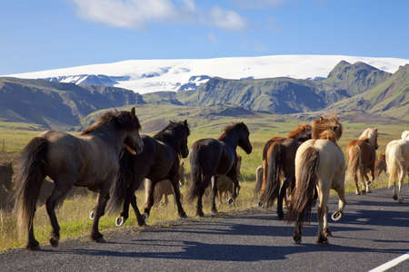 Icelandic horses galloping down a road, illuminated by golden evening light. Shot on location in Iceland.の写真素材