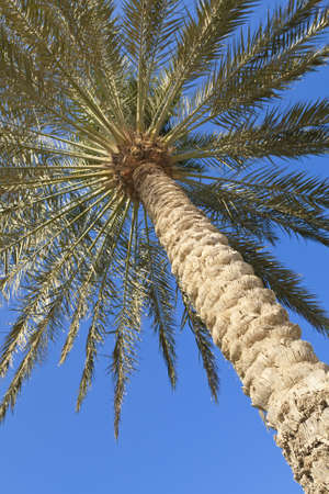 Looking up at the fronds of a palm tree against a perfect blue skyの写真素材