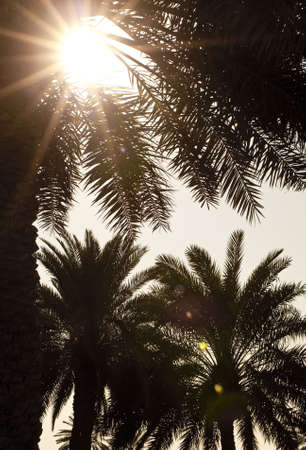 Sun shining through tropical palm trees at sunsetの写真素材