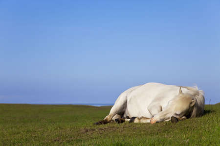 An white horse eyes closed laying down and sleeping in a fieldの写真素材