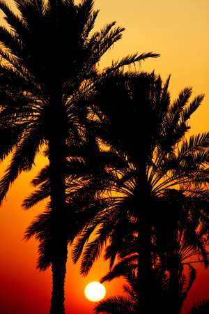 Sun shining through tropical palm trees at sunsetの写真素材