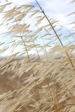 Nature background shot of golden dry grass blowing in the wind with a pastel blue sky behindの写真素材