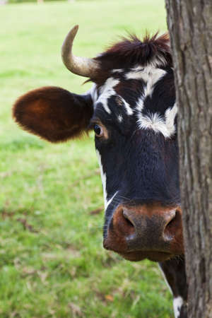 A normandy cow looking out from behind a treeの写真素材