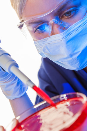 A female medical or scientific researcher or doctor using a pipette & petri dish blood sample in a...