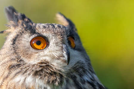 European or Eurasian Eagle Owl, Bubo Bubo, with big orange eyesの写真素材
