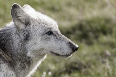 Desaturated photograph of North American Gray Wolf, Canis Lupus, with blue eyes