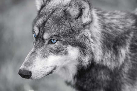 Black and white photograph of North American Gray Wolf, Canis Lupus, with blue eyesの写真素材