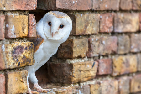 A white Barn Owl looking out from its hole in a wallの写真素材