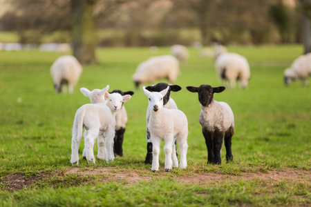 Young baby spring lambs and sheep in a green farm fieldの写真素材