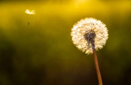 Escape explore journey concept photograph of dandelion flower clock with one seed flying awayの写真素材