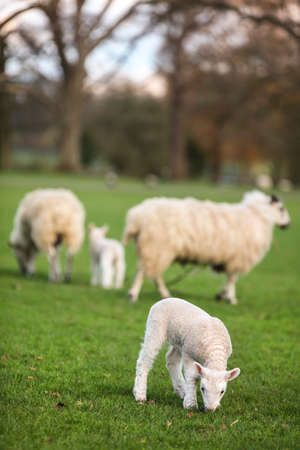 She´p family and young baby spring lambs in a green farm fieldの写真素材