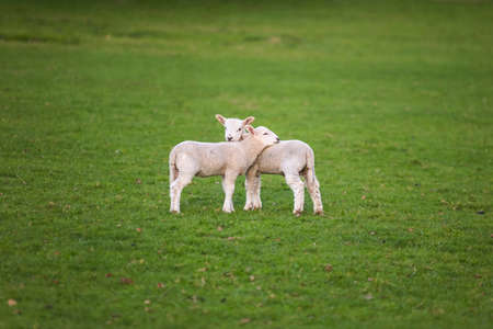 Two young baby spring lambs and sheep in a green farm fieldの写真素材