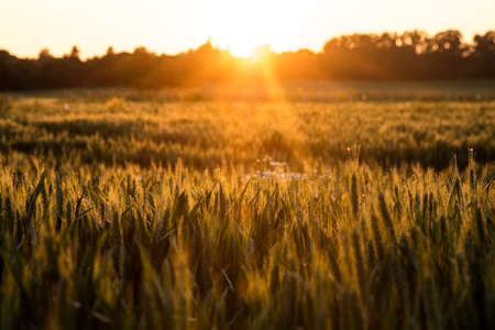 Sunset or sunrise golden hour over a field of wheat crops growing on farmの写真素材
