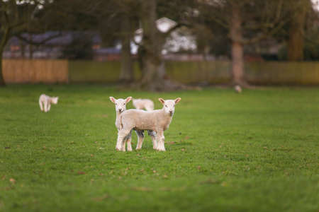 Young baby spring lambs and sheep in a green farm fieldの写真素材