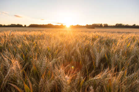 Golden field of barley crops growing on farm at sunset or sunriseの写真素材