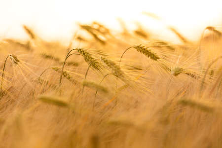 Close up macro shot of golden field of barley crops growing on farm at sunset or sunriseの写真素材