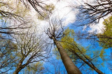 Upward view branches of trees in a forest under blue sky and cloudsの写真素材