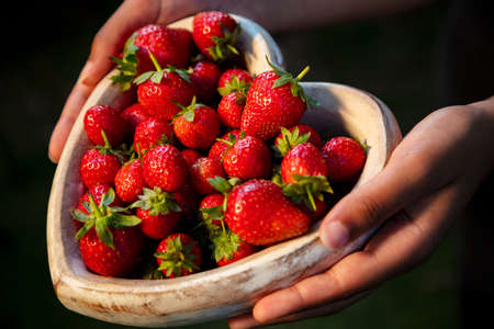 Girl or young woman hands holding a wooden heart shaped bowl of freshly picked red strawberriesの写真素材