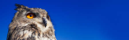 Panoramic web banner, European or Eurasian Eagle Owl, Bubo Bubo, with big orange eyes against a dark blue evening night skyの写真素材