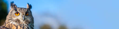 Panoramic web banner European or Eurasian Eagle Owl, Bubo Bubo, with big orange eyesの写真素材